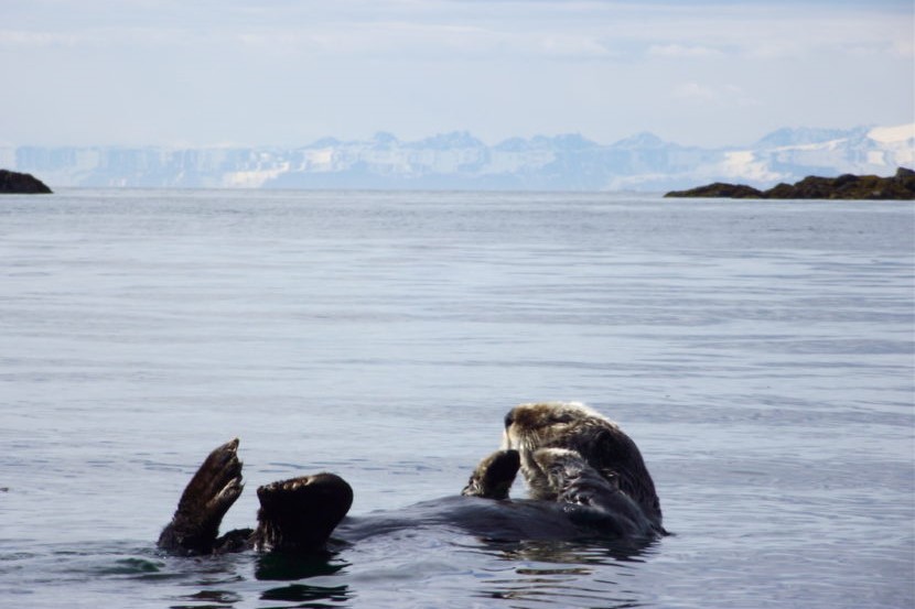 Ketchikan officials call for more aggressive management of sea otter  populations - Alaska Public Media