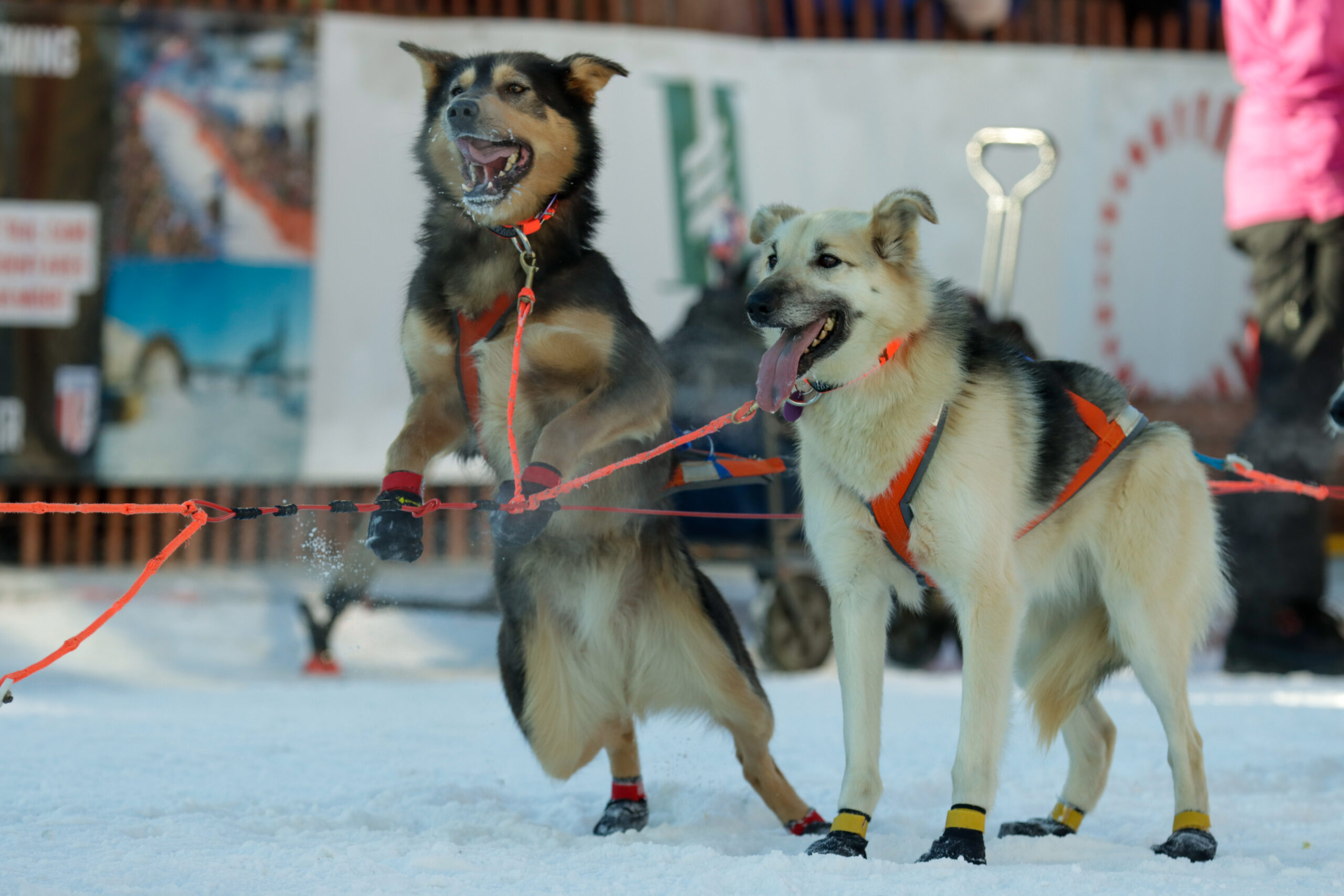 Two dogs panting and lunging on a harness.