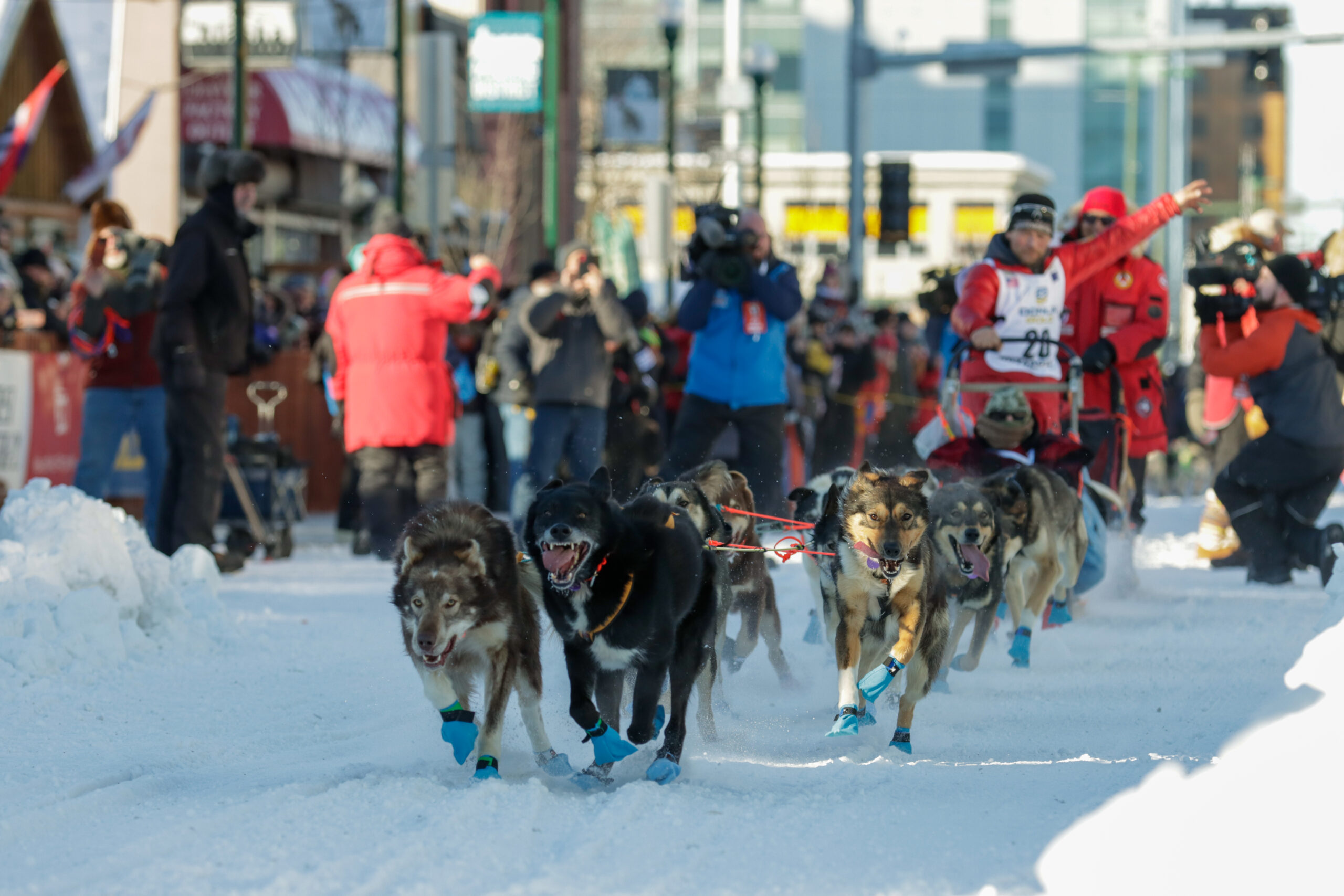 a dog team races down a crowded street