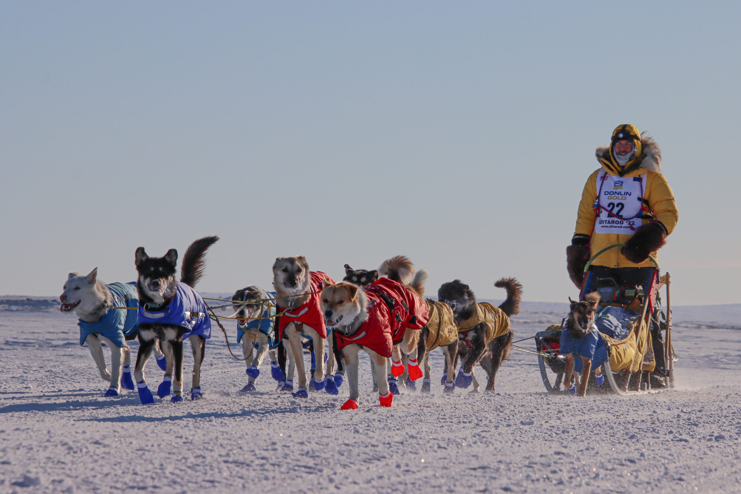 A musher in the snow with a yellow parka drives a team of dogs