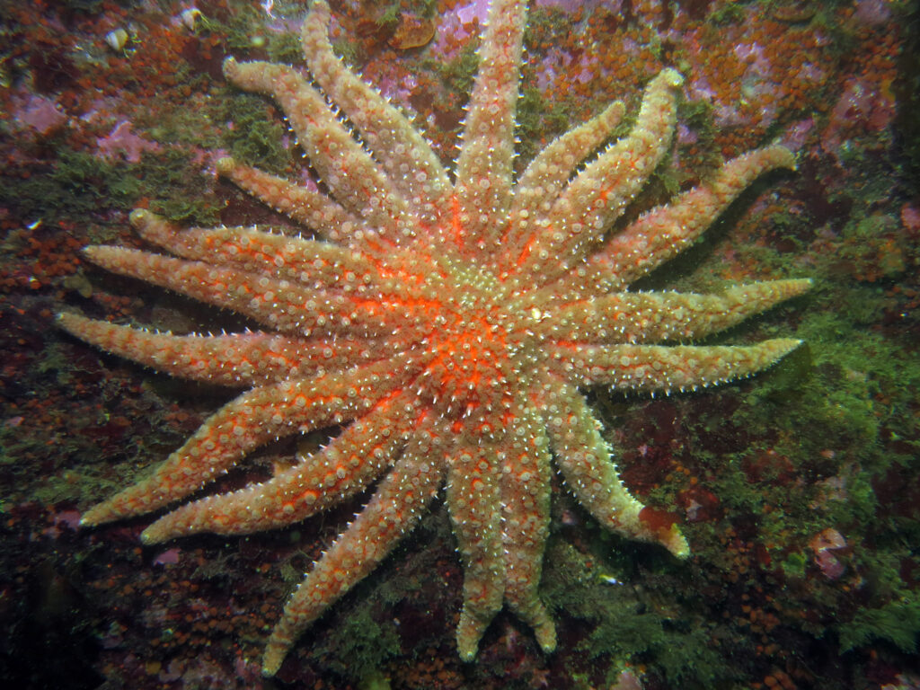 a sunflower sea star