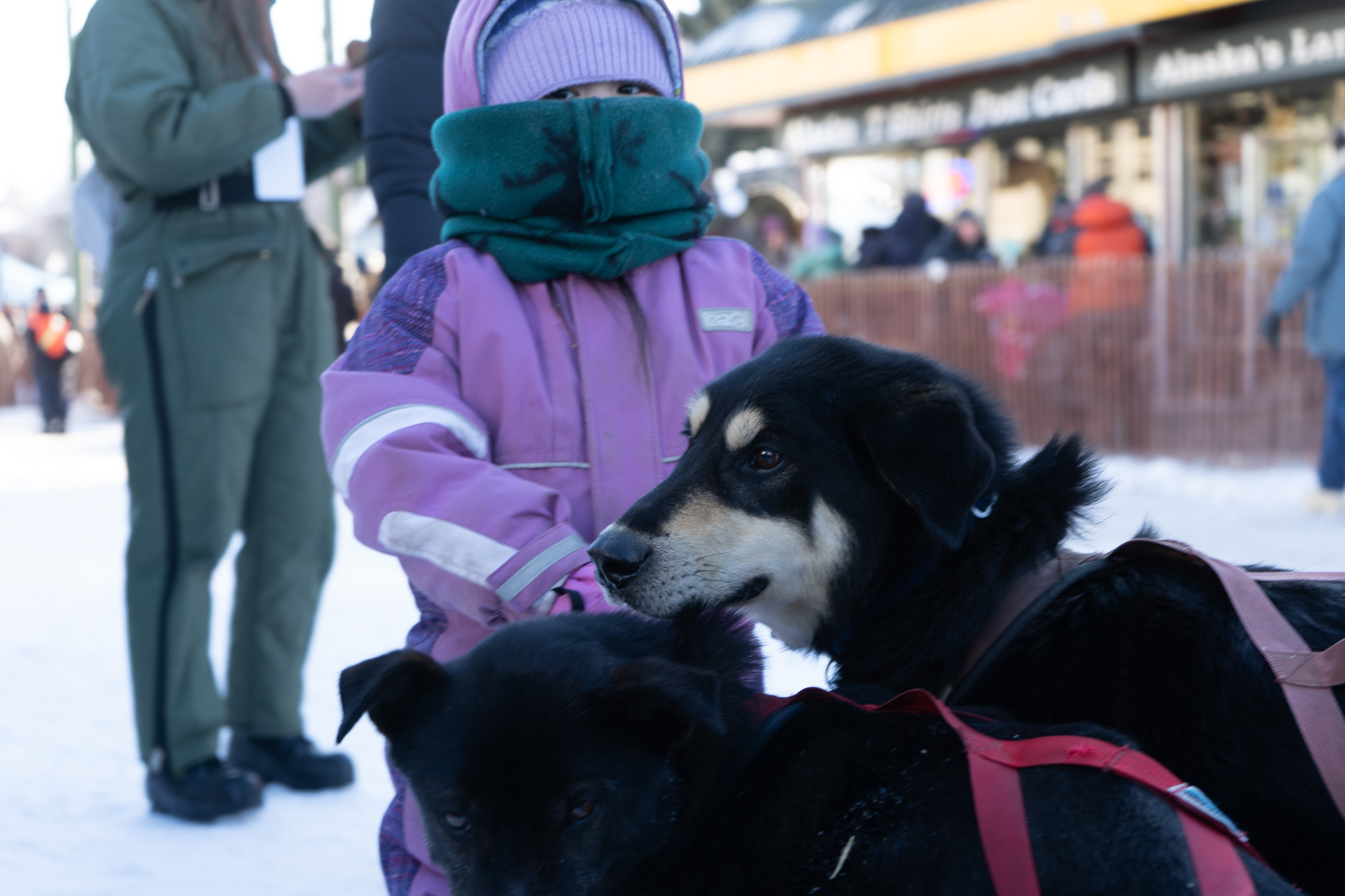 A girl in a purple snow suit holds some dogs in harnesses
