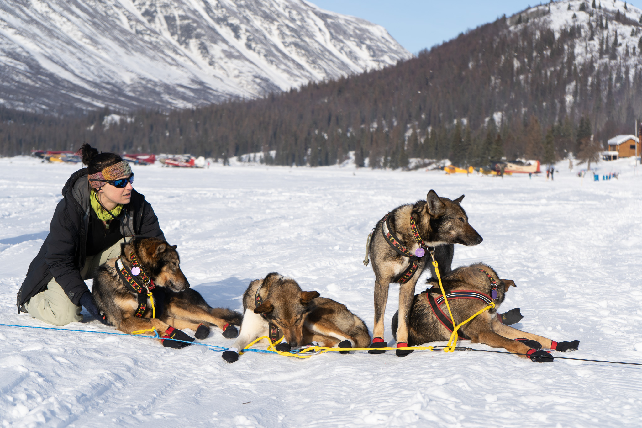 A veterinarian checks dogs tied up and in harnesses awith mountains in the background