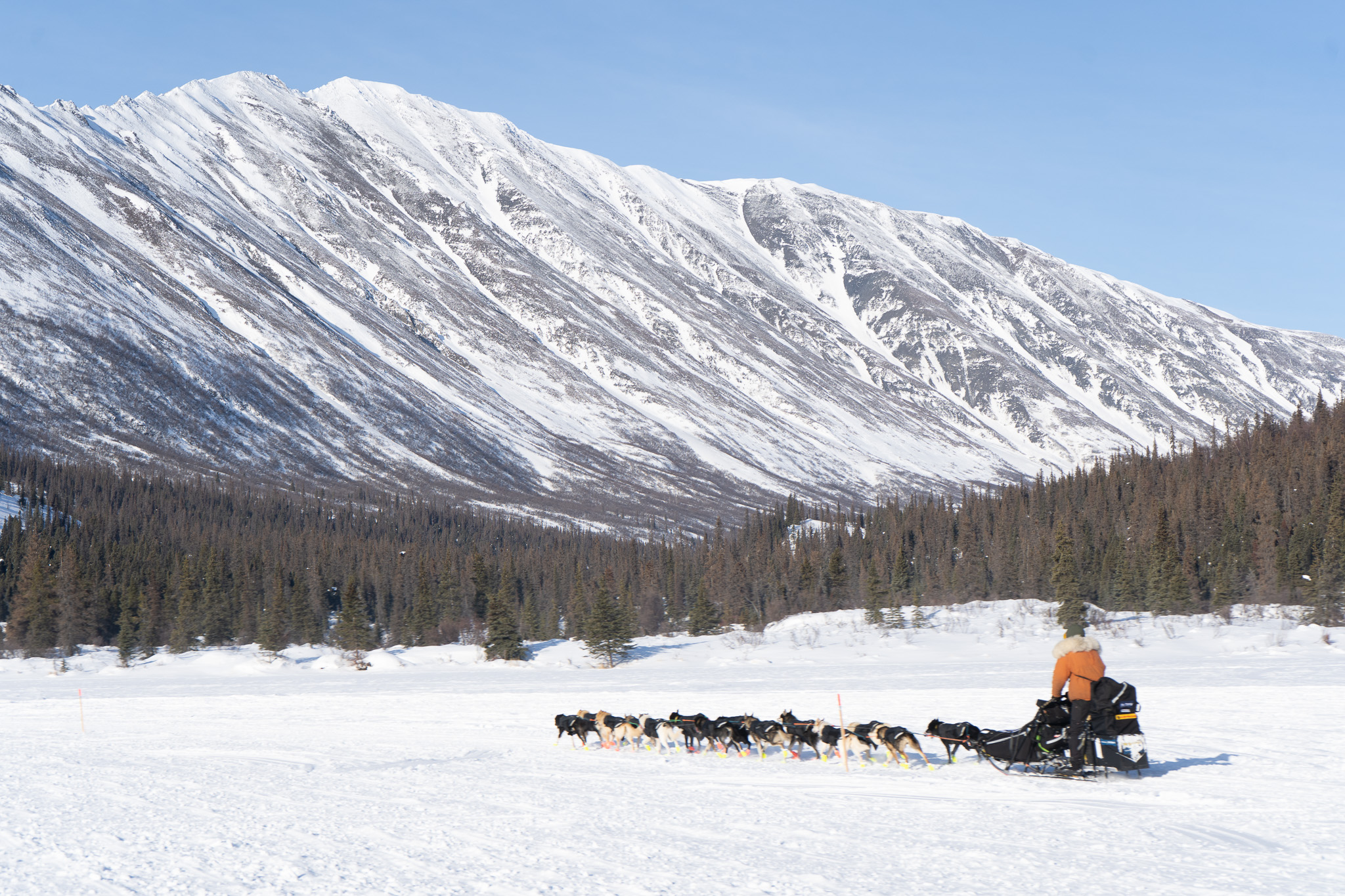 A man in an orange parka rides a dog team towards some snowy mountains