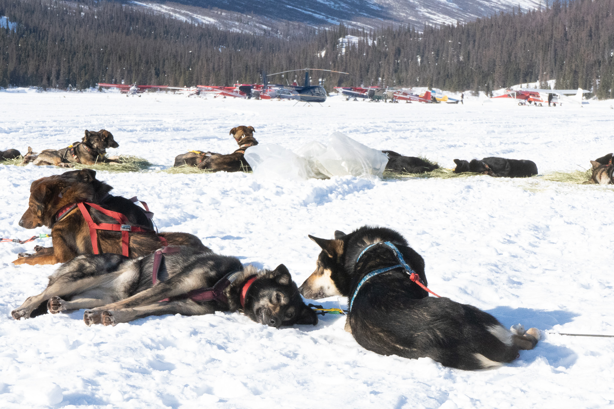 A team of dogs sunbathes in in the snow