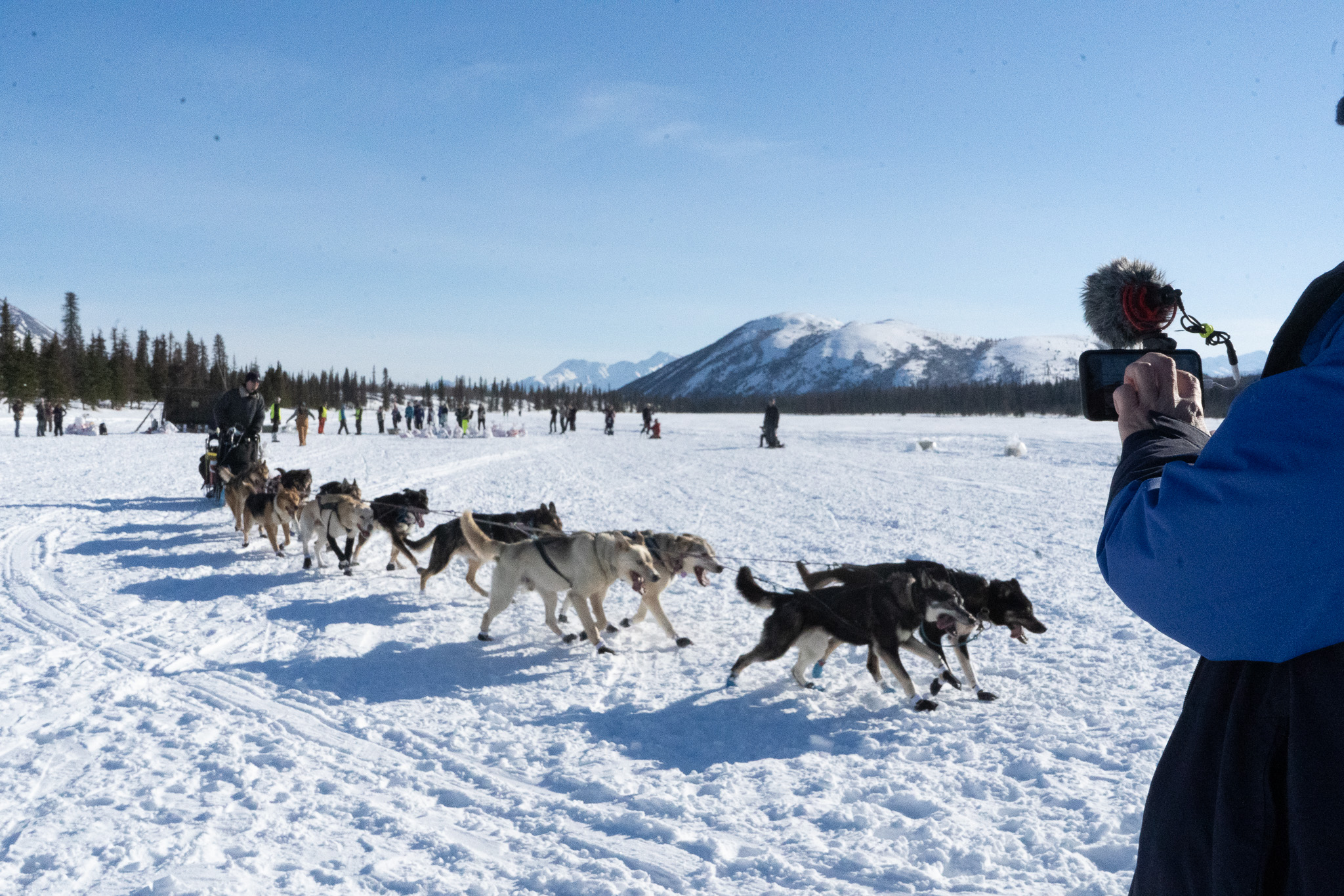 A dog team runs through teh snow