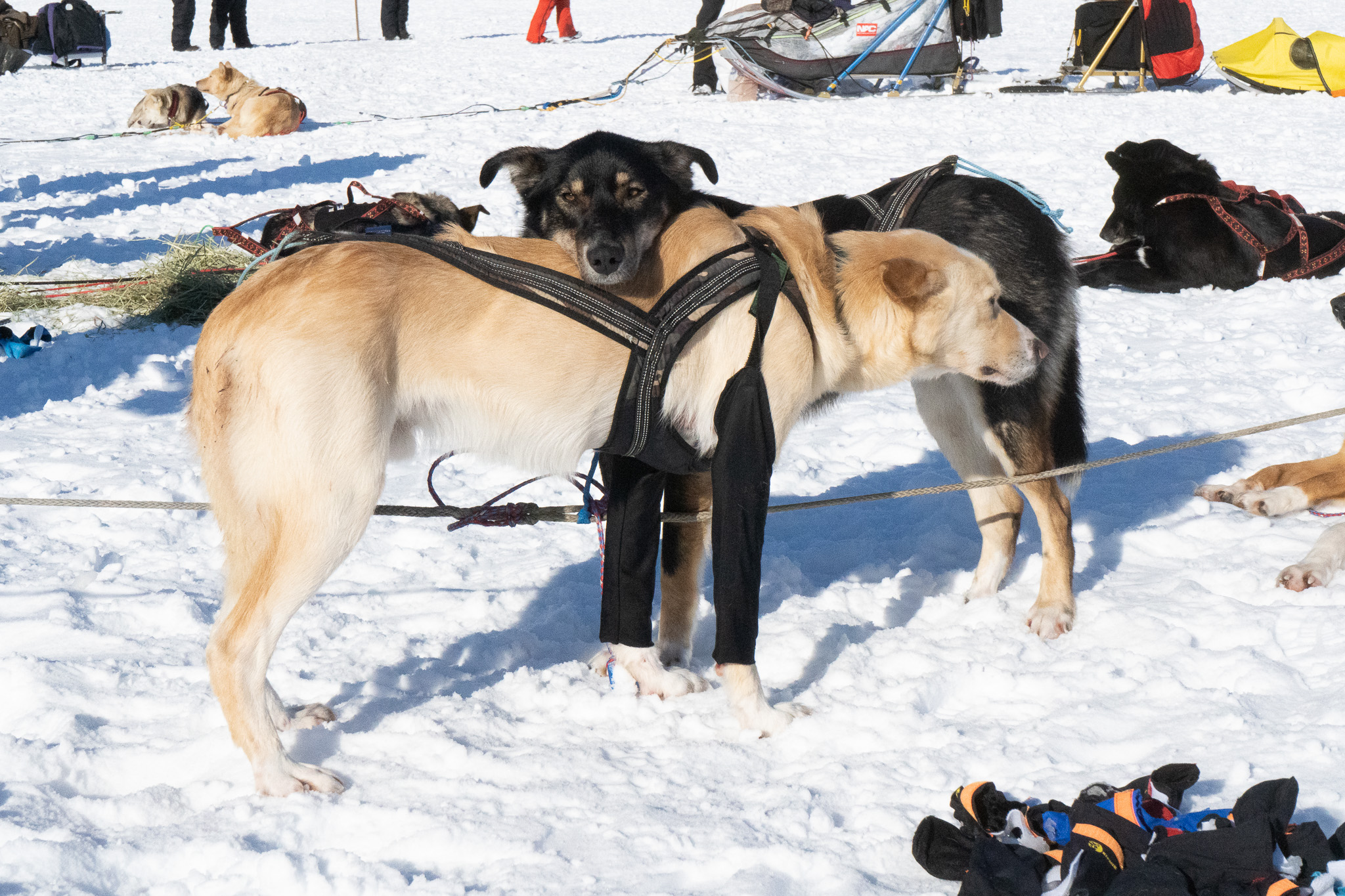 A black dogs rests it's head on a blond dog in some snow