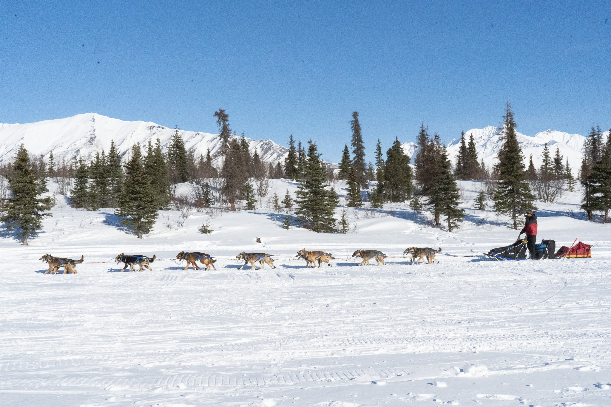 A musher rides in front of mountains and trees