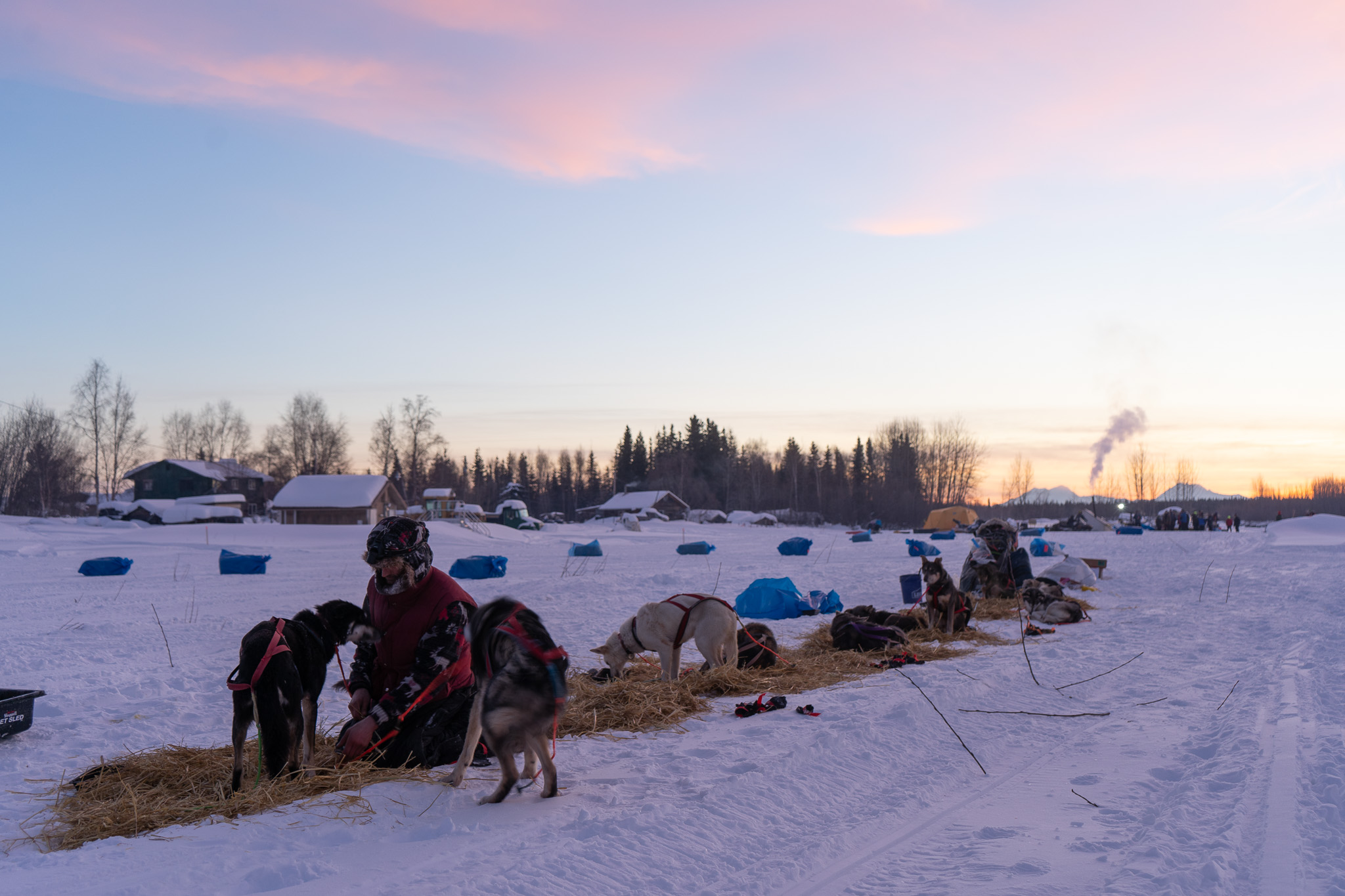 A musher booties dogs lying on straw
