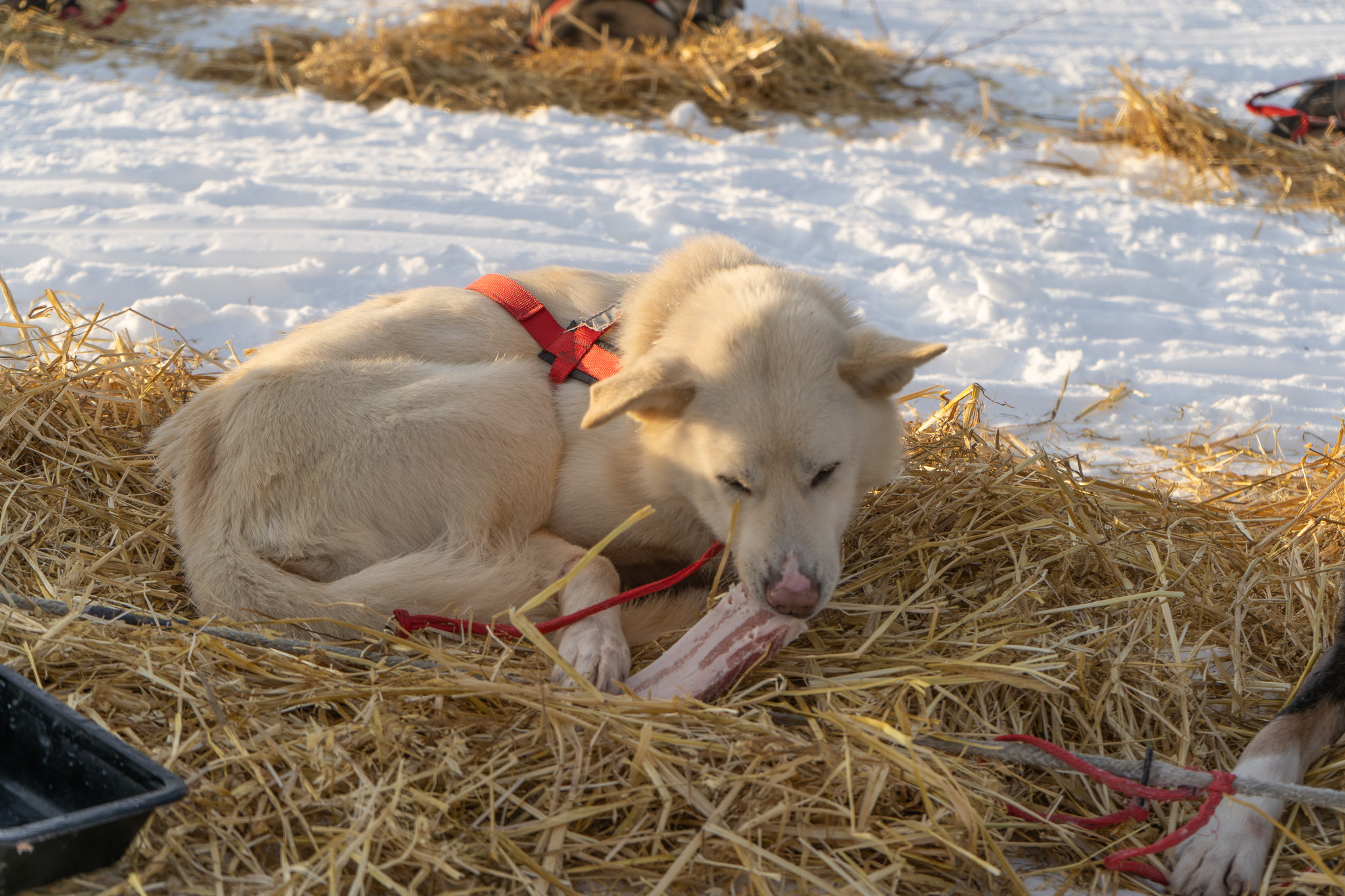 AA dog lying on a bed of straw eats a slab of bacon in the Nikolai dog yard.
