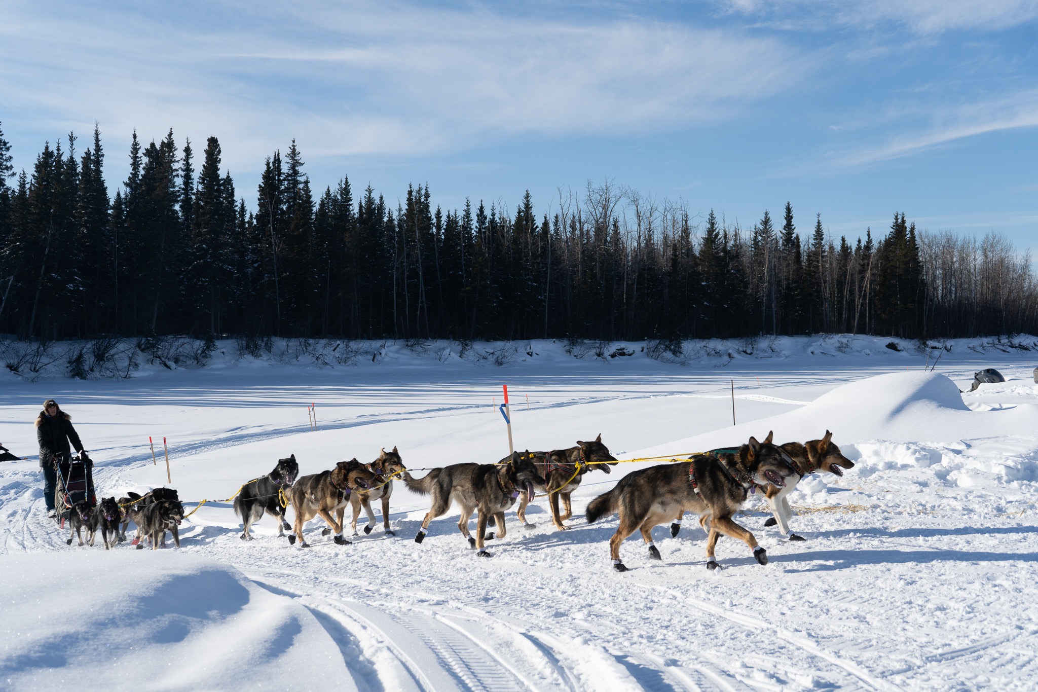 A dog team runs up a frozen riverbank