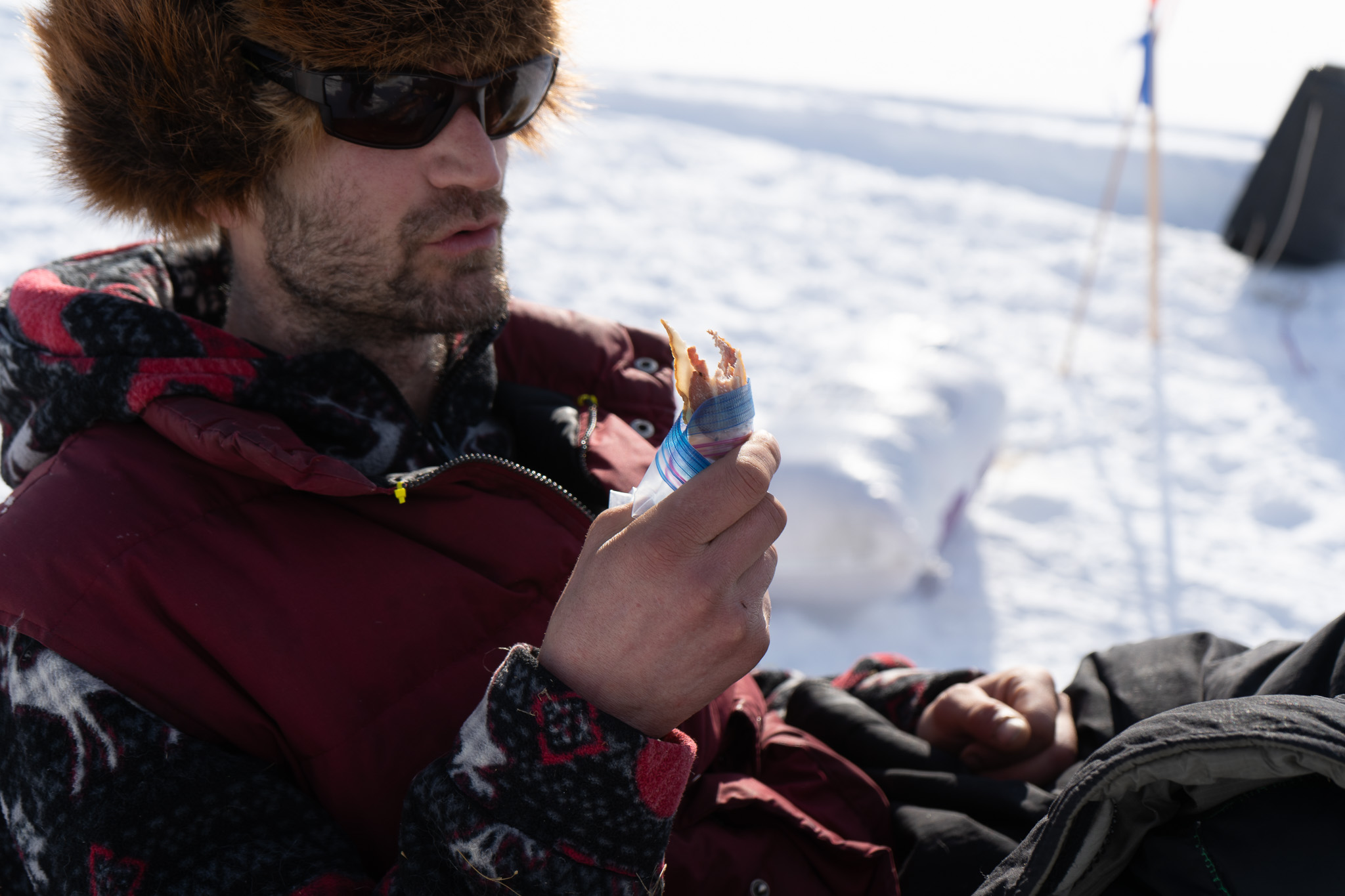 A musher sits on a sled munching bacon from a ziploc bag