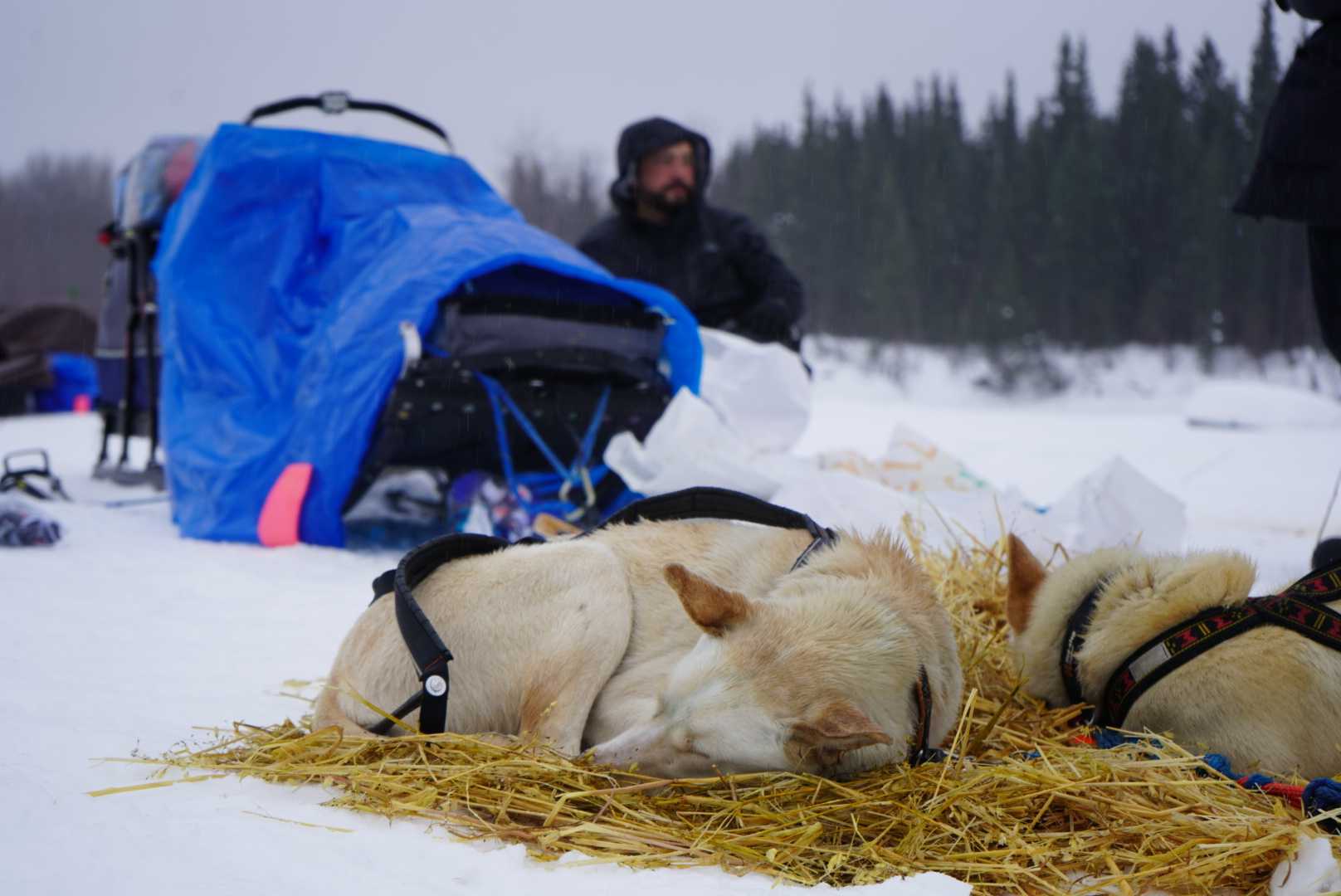 dogs sleep in the snow