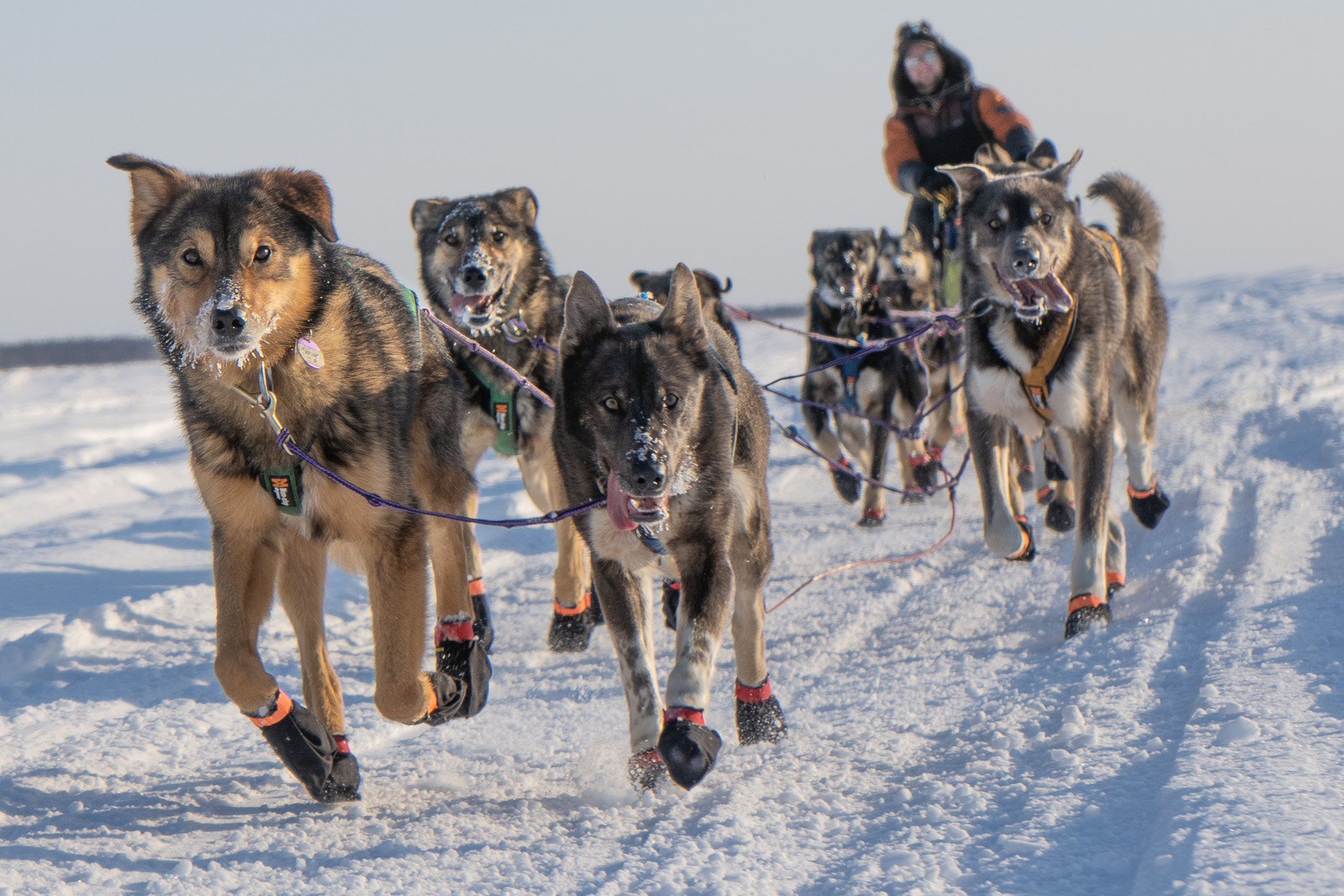 A dog team runs through the snow