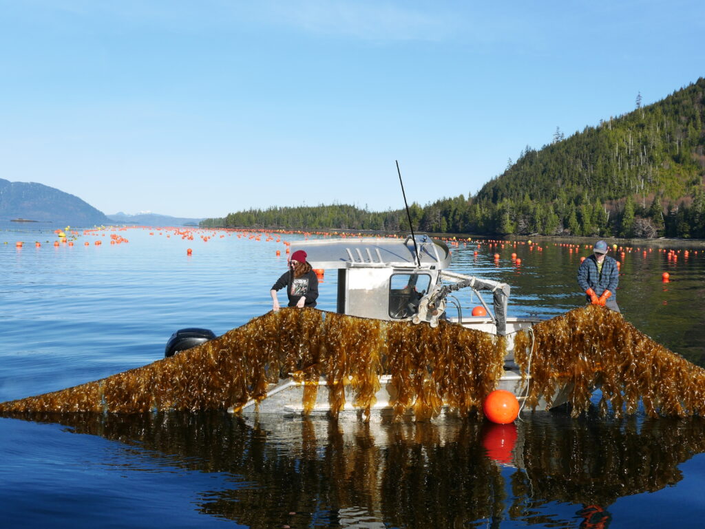 seaweed cultivation