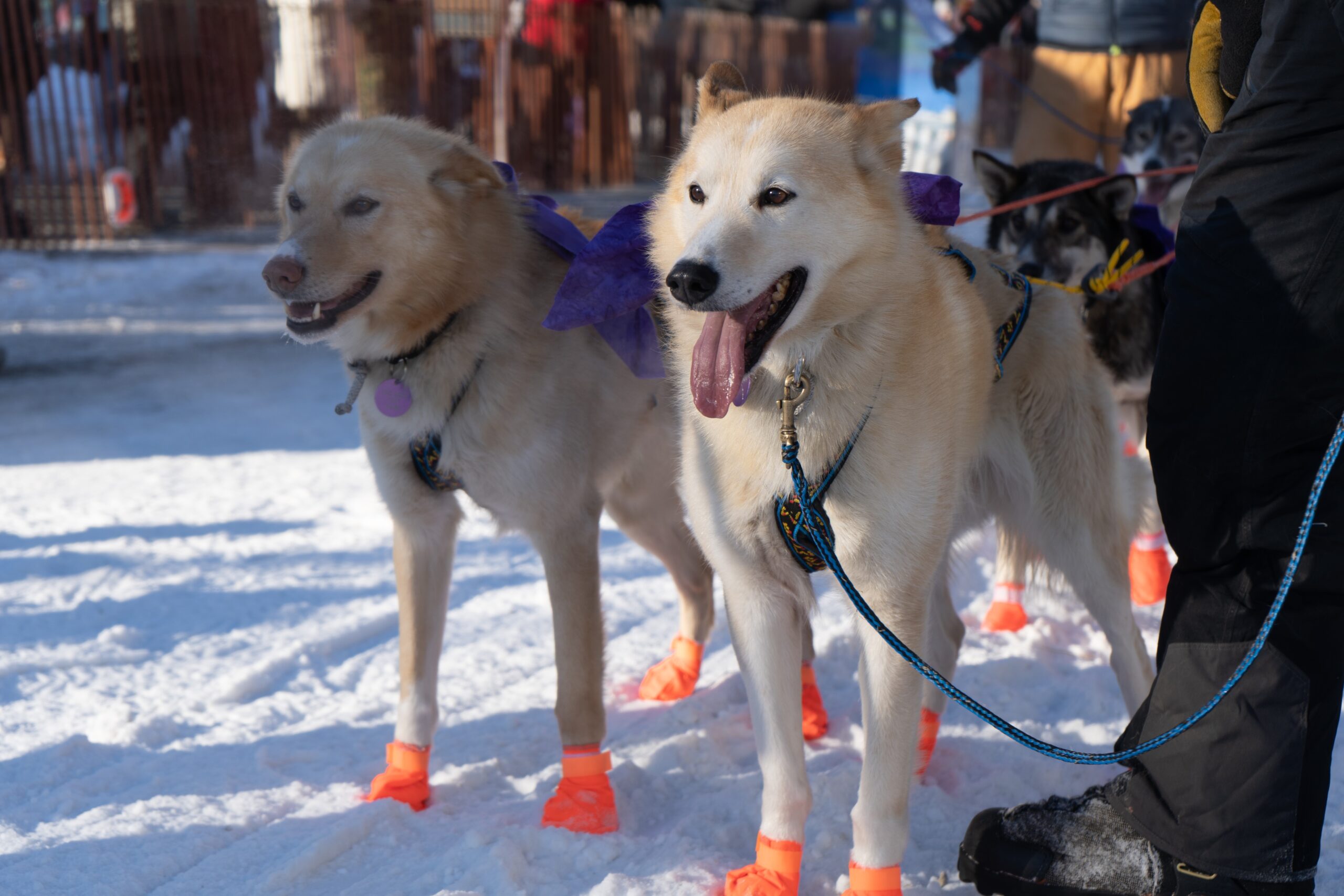 Two yellow lead dogs in bright pink booties