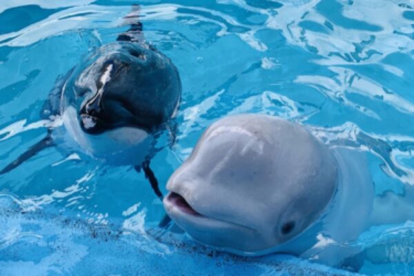 a beluga whale and a white-sided dolphin