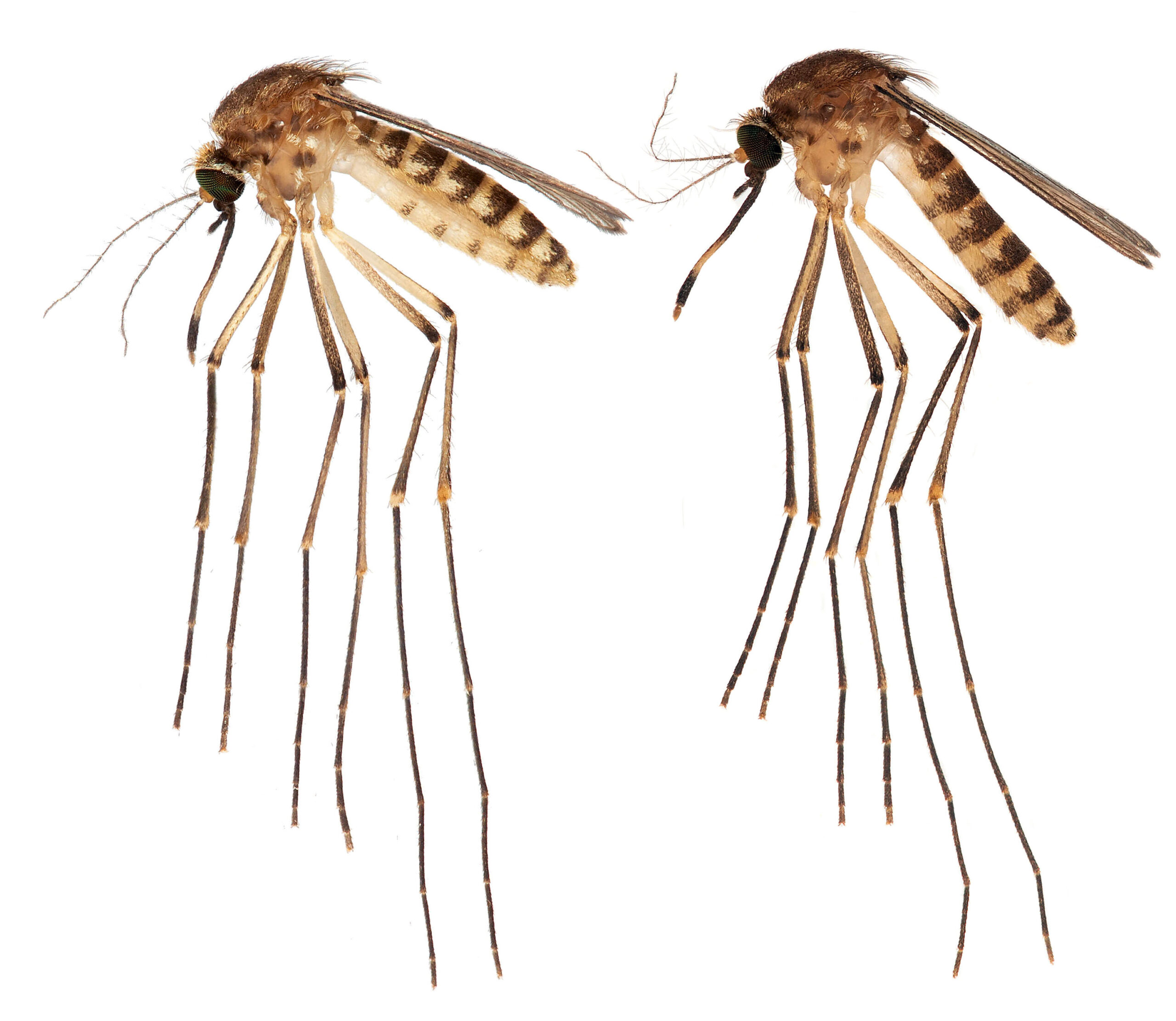 Florida mosquitoes