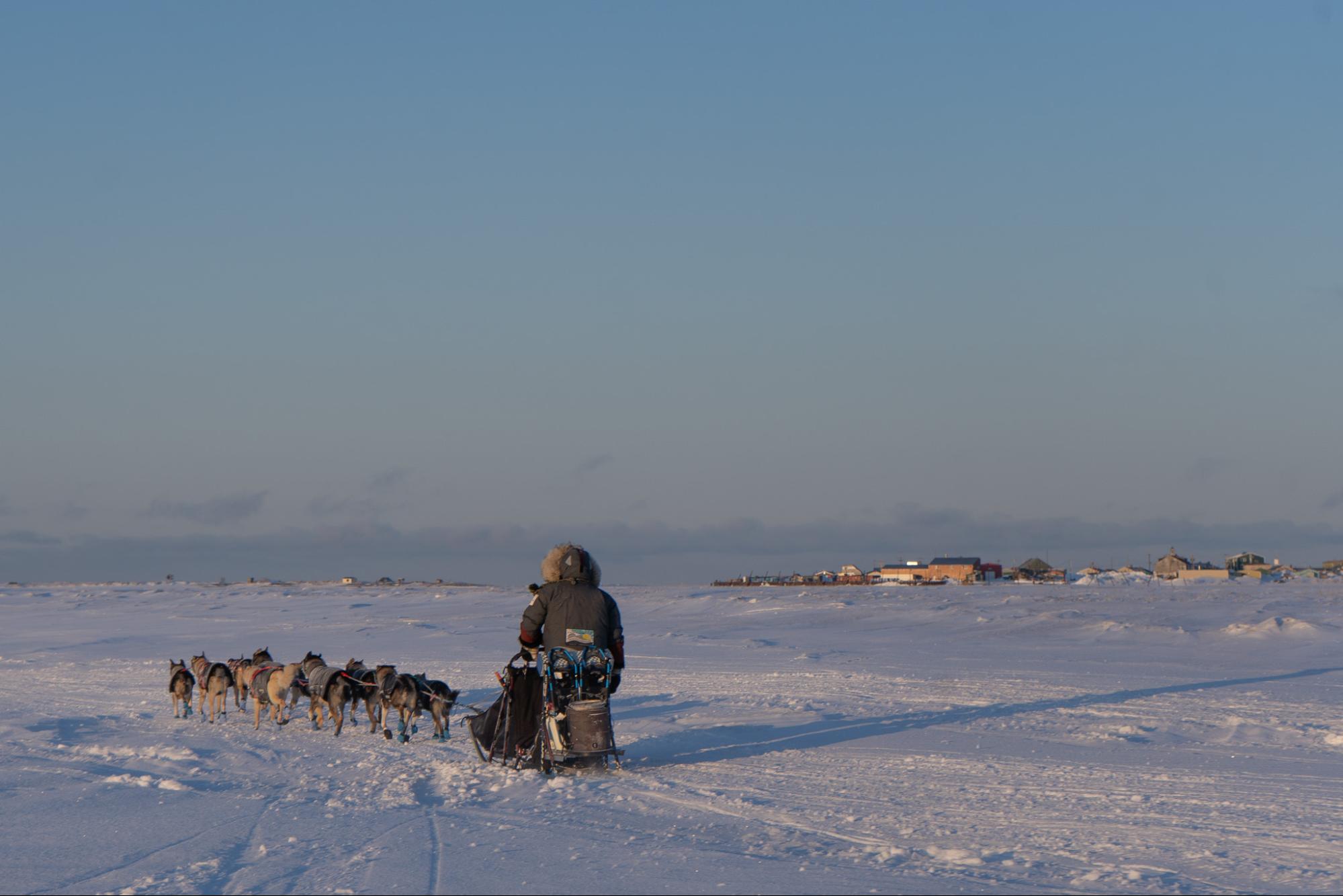 a musher in the snow