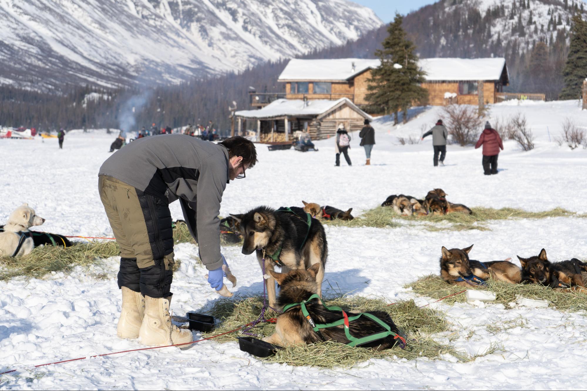 a man gives meat to his dogs in the snow