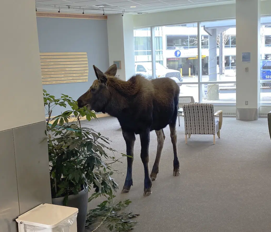 a moose in a medical facility