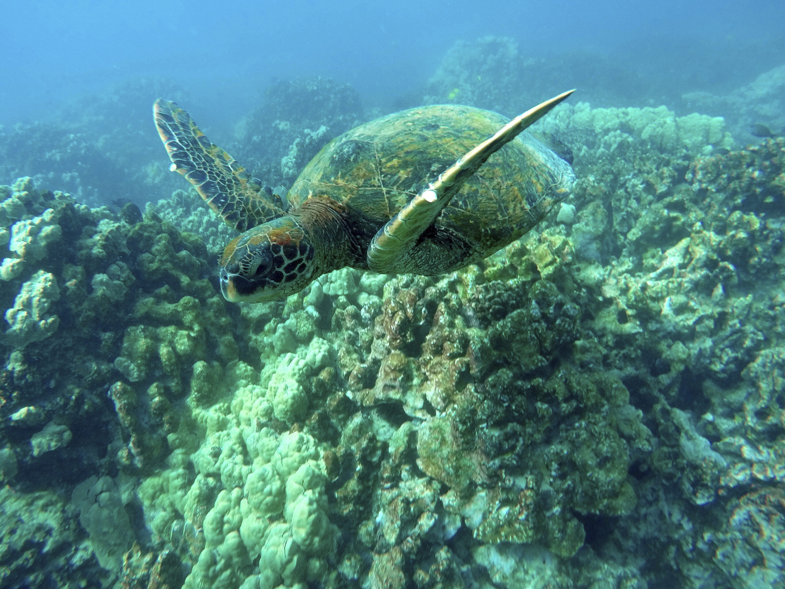 a green sea turtle