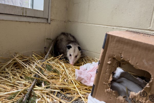 an opossum in a white room with on a bed of straw