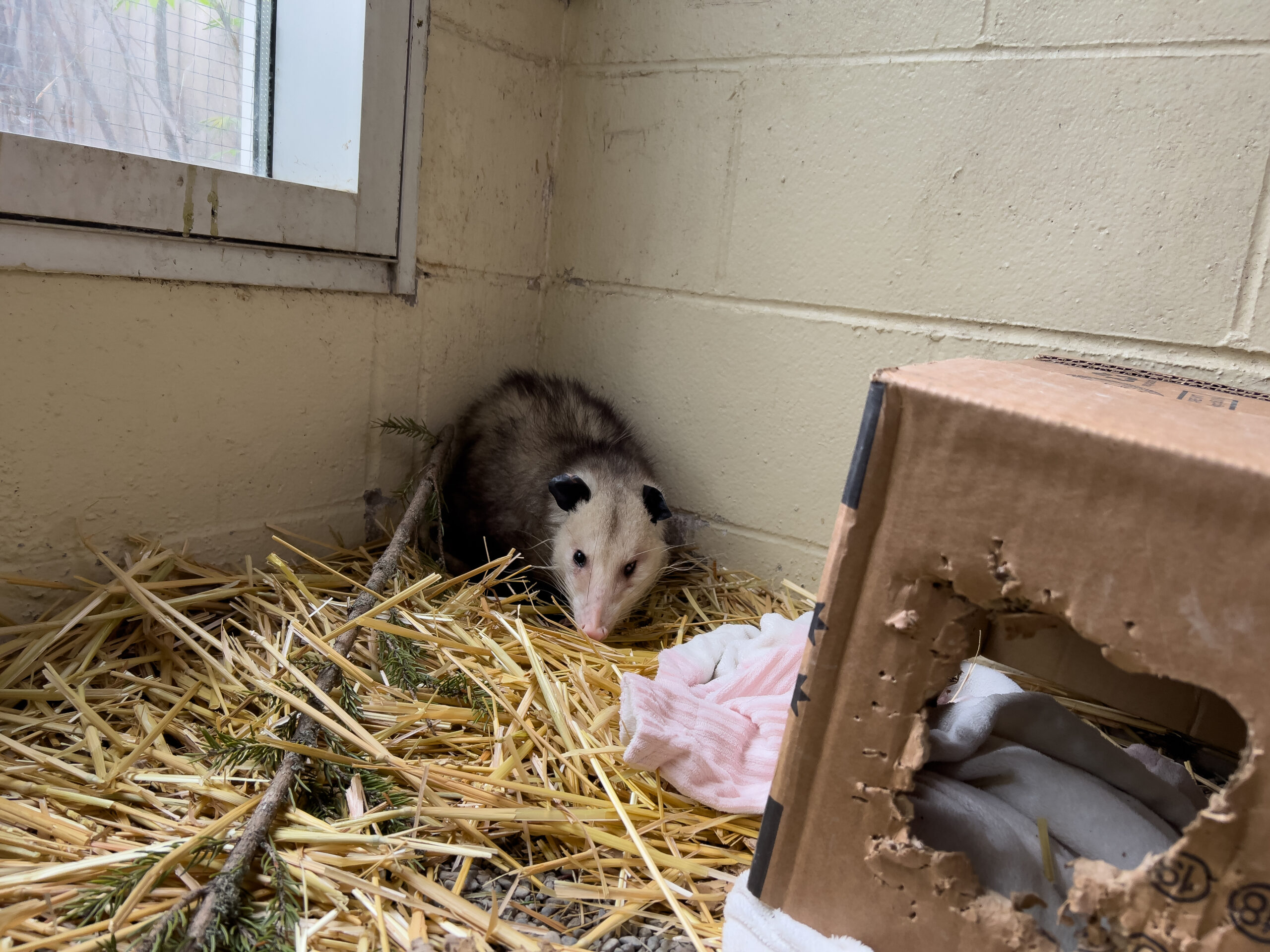 an opossum in a white room with on a bed of straw