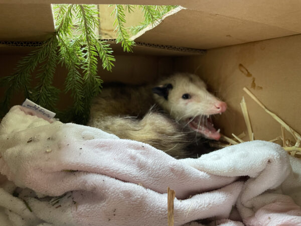 An opossum in a cardboard box.