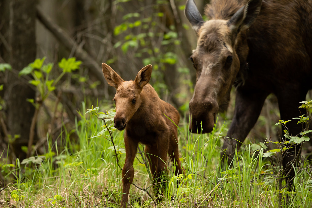 a moose cow and calf