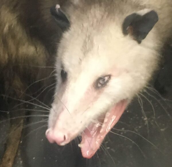 an opossum