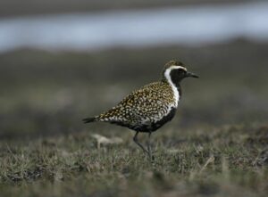 a Pacific golden-plover