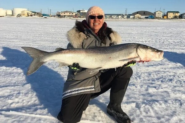 A large fish that fills freezers in Northwest Alaska could be in danger -  Alaska Public Media