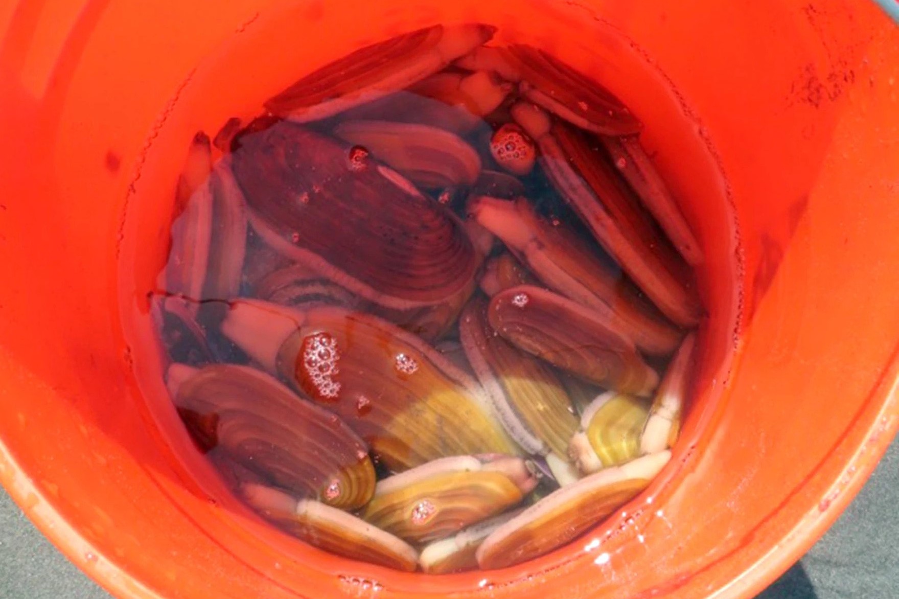 Do you dig it? Ninilchik beaches to see limited razor clam opener