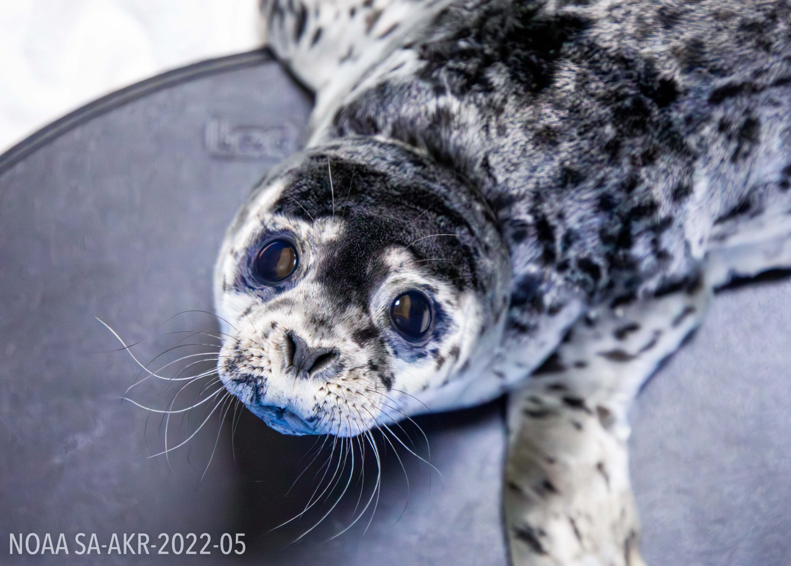 a harbor seal pup