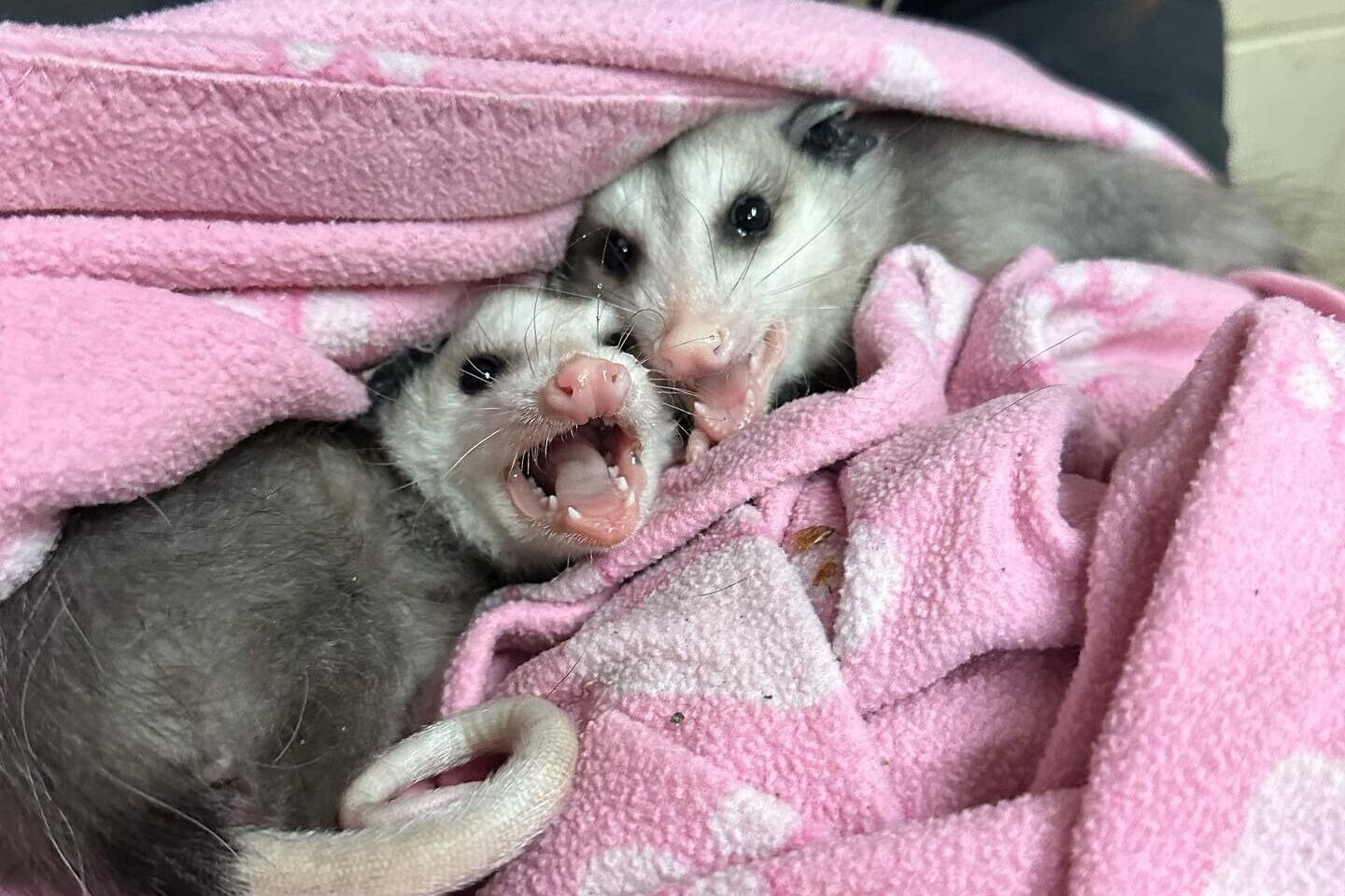 Baby Opossum  The Wildlife Center of Virginia