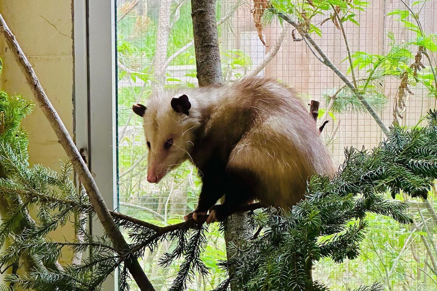 an opossum on a branch