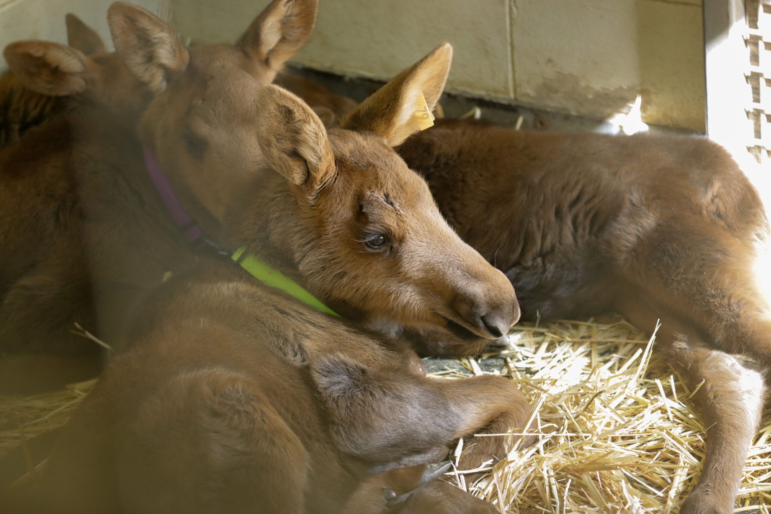 A group of Moose Calves laying down together.