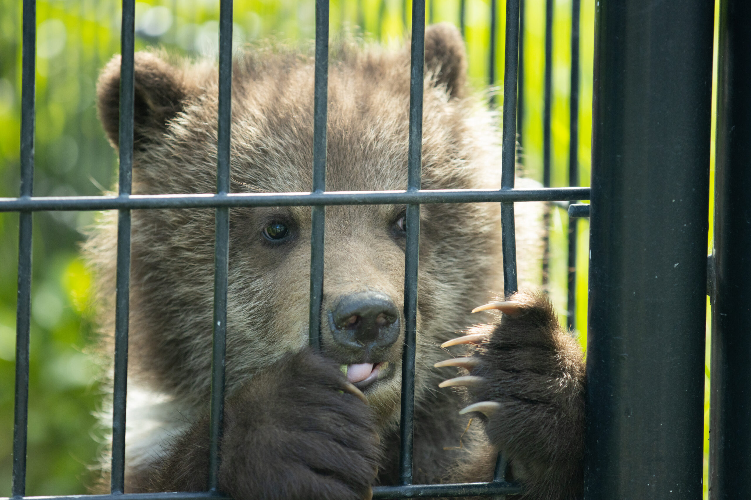 A bear cub holding the bars of a cage.