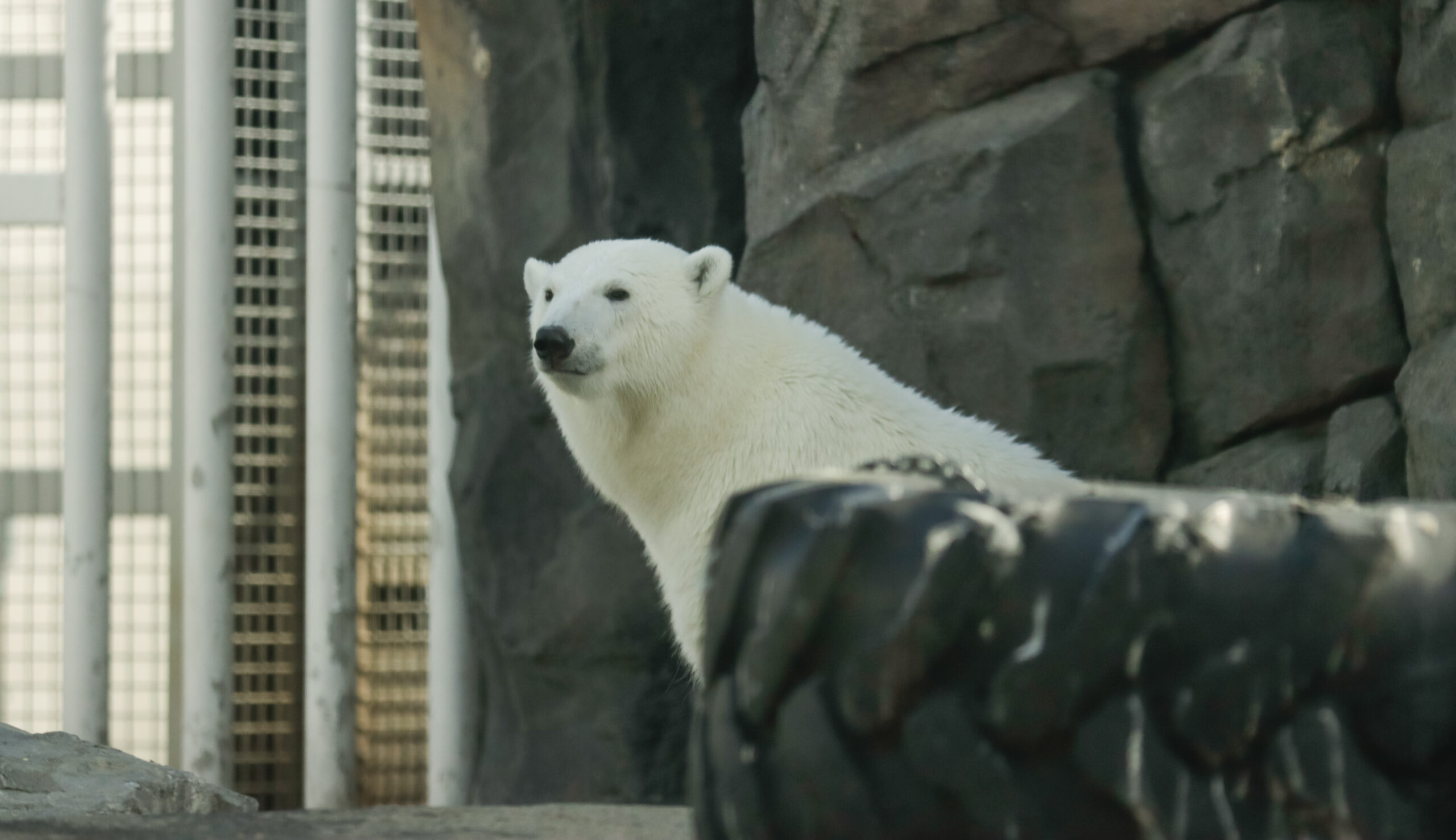 A polar bear sitting behind a tire.