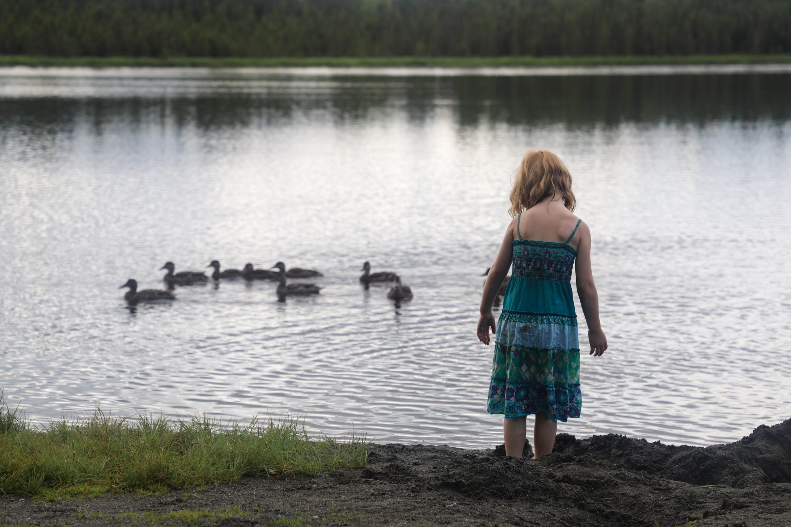 a girl standing at the edge of a lake with ducks swimming nearby
