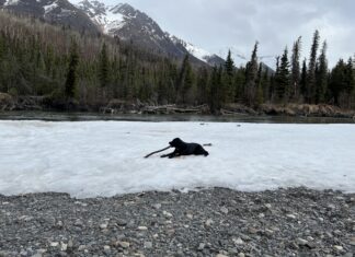 Casey Grove, Alaska Public Media - Anchorage, Author at Alaska Public Media