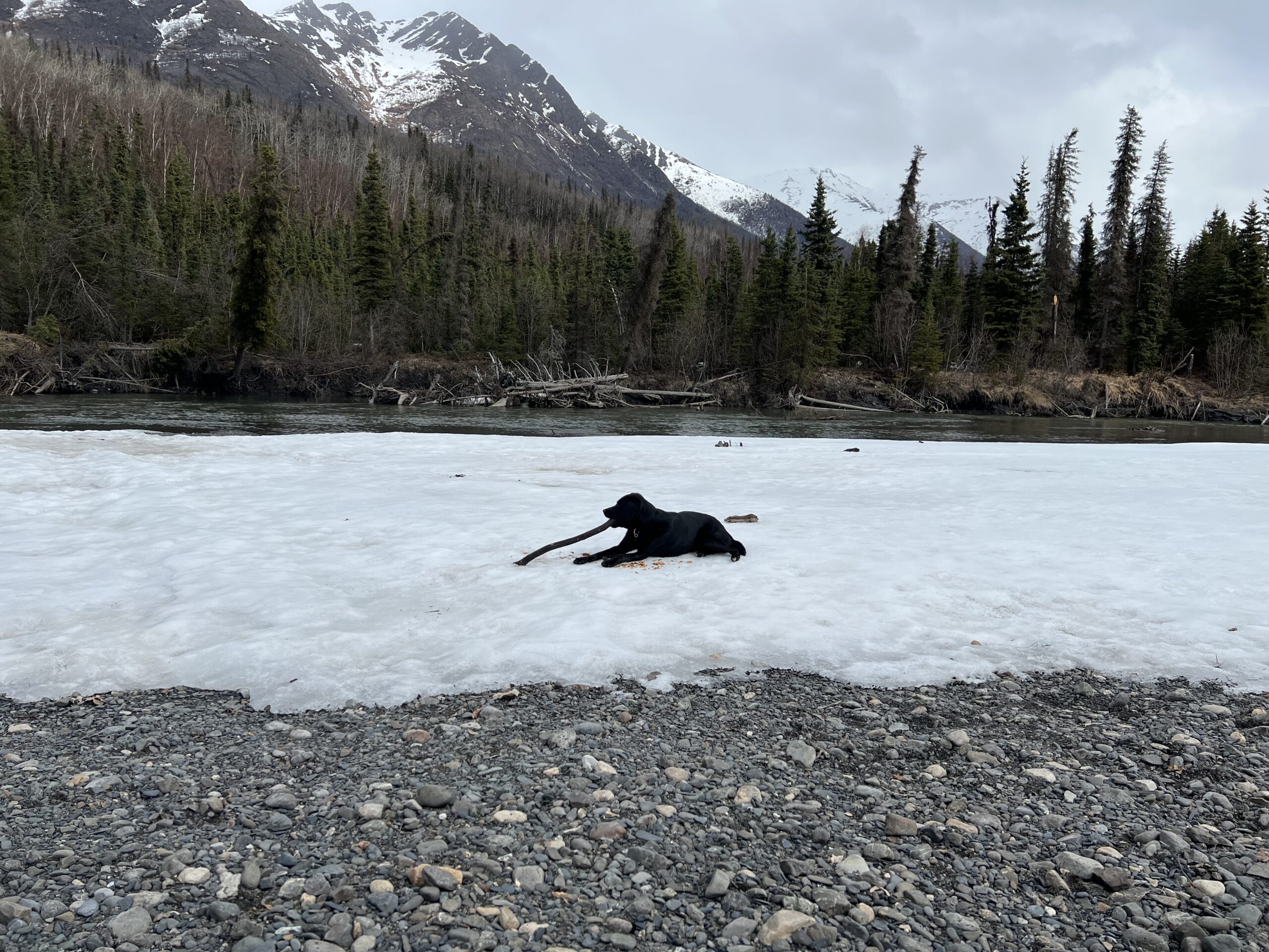 A black dog chewing a stick while sitting on snow near a river.