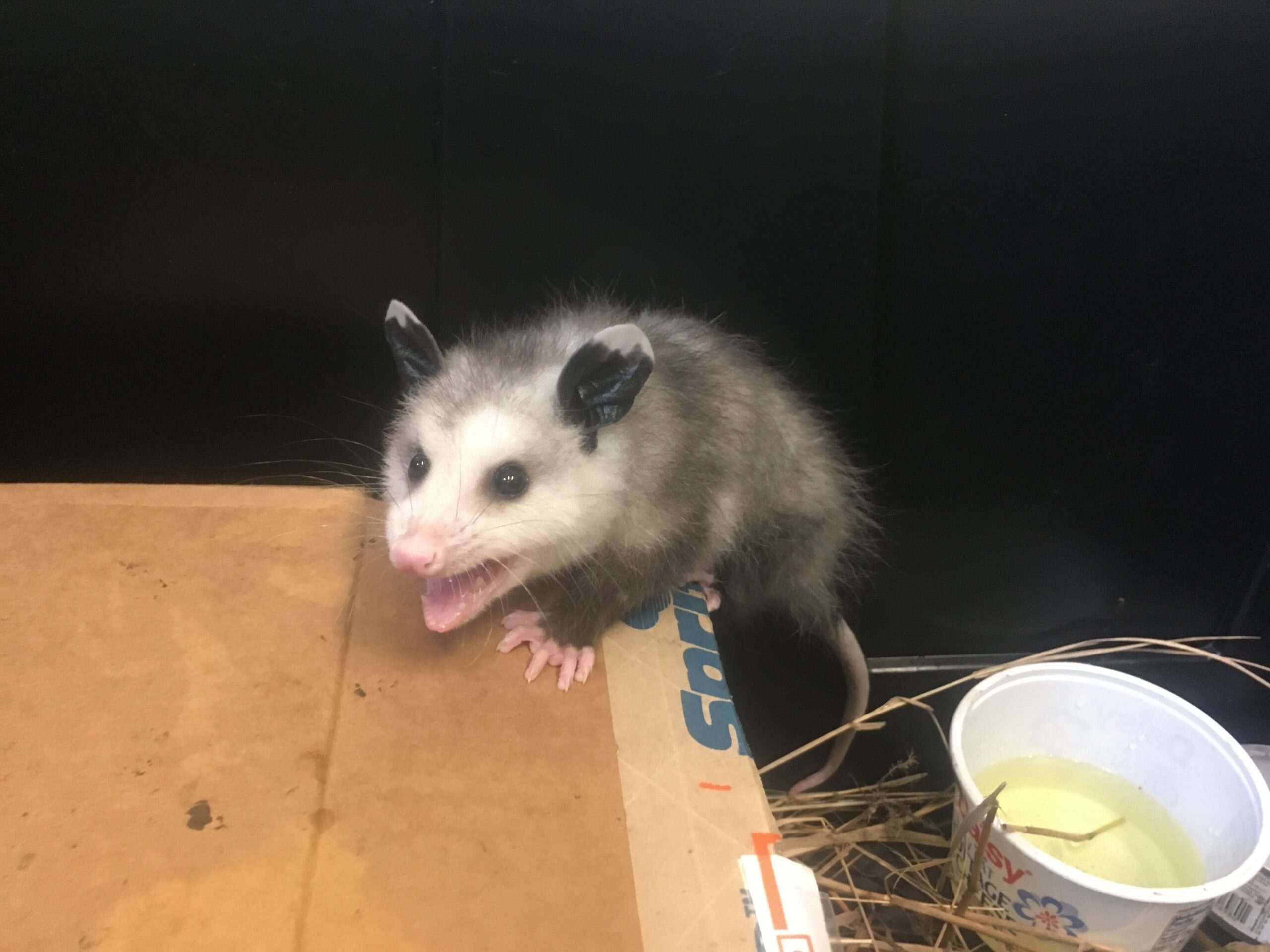 a tiny opossum on top of a piece of cardboard