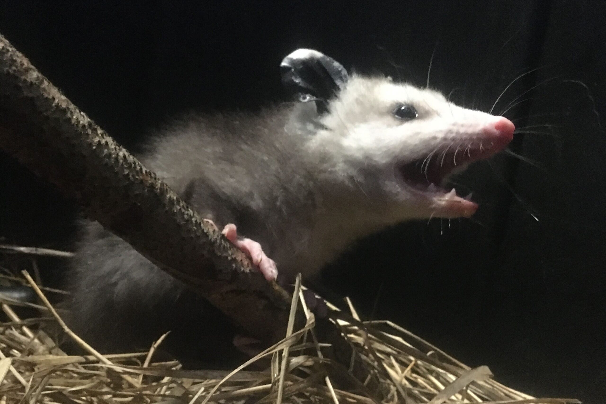 a opossum