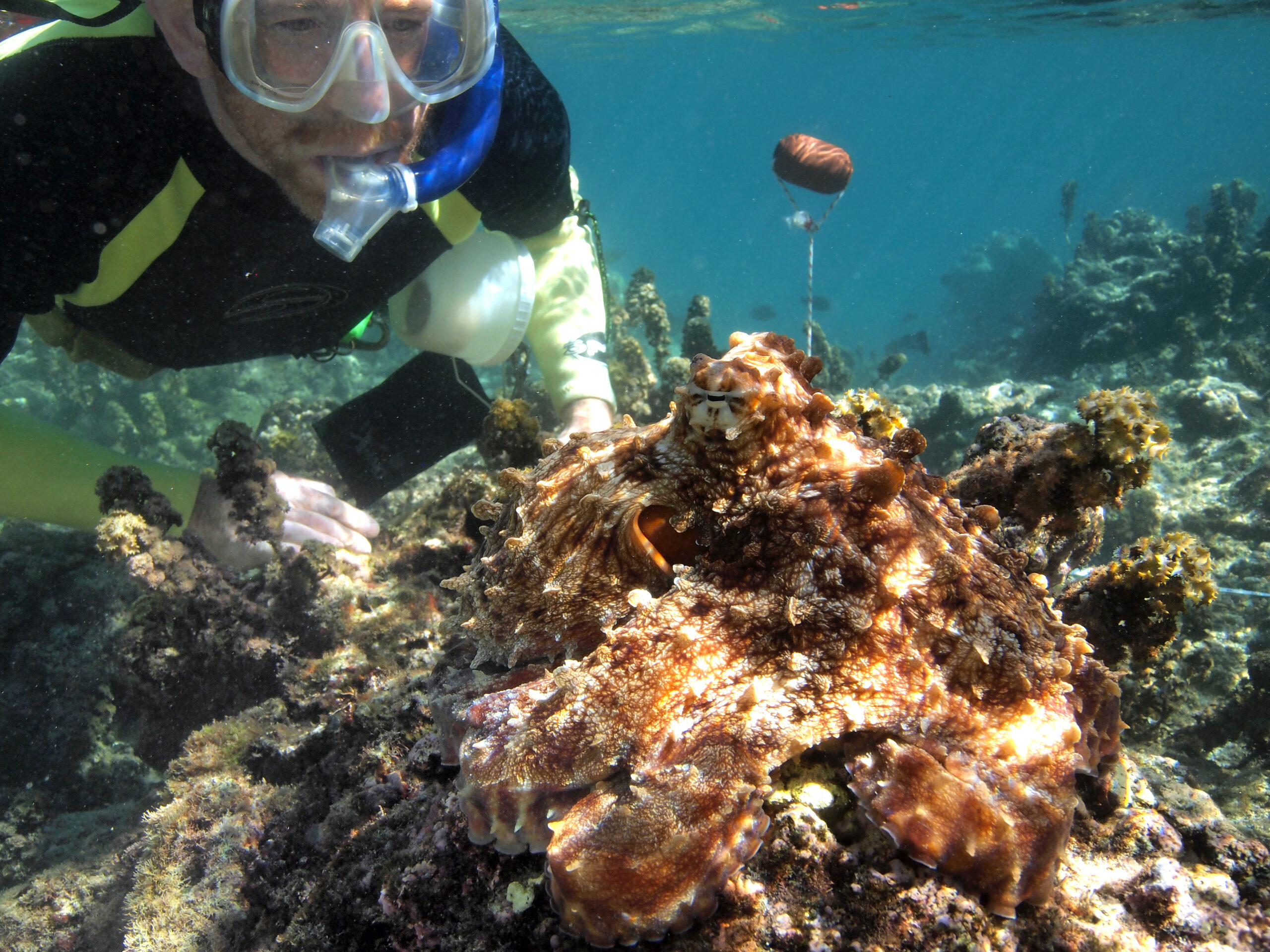 A man in dive gear and a snorkle mask examines and octopus underwater.