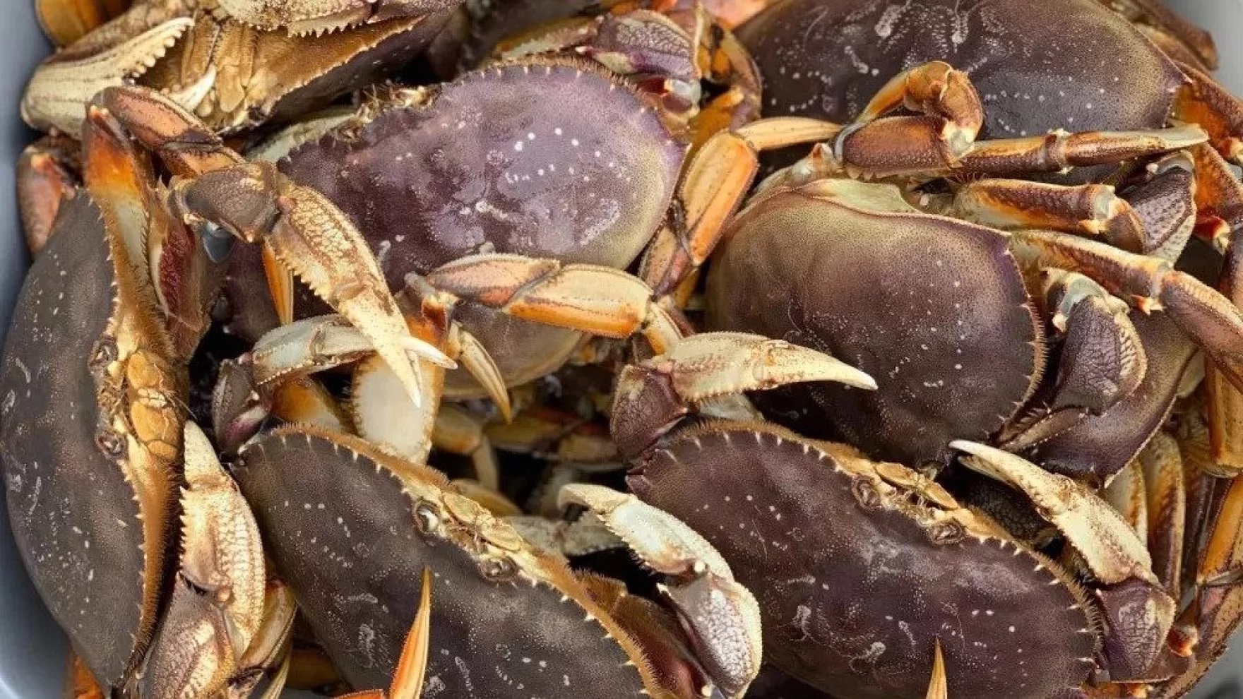 Dungeness crabs