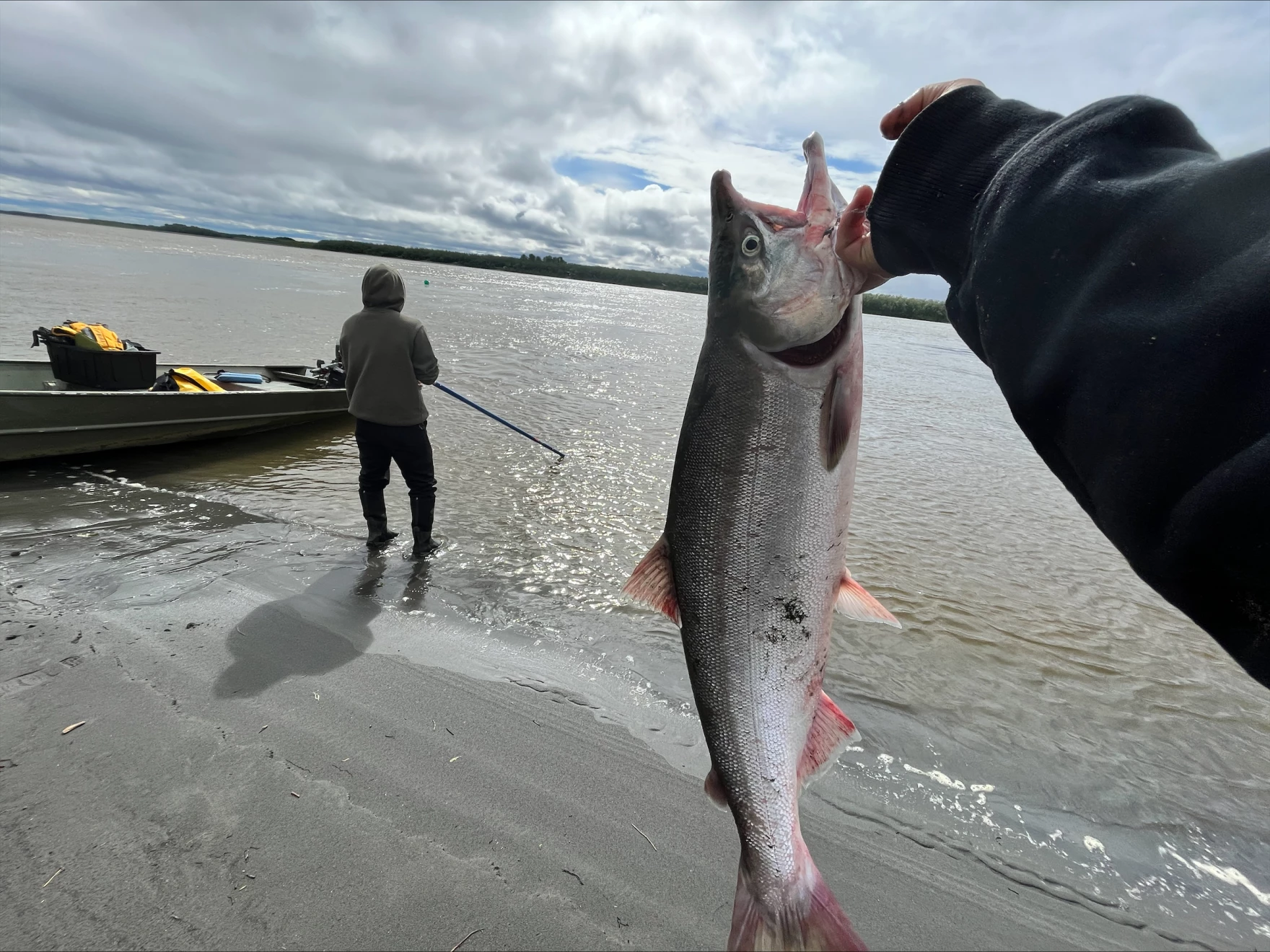 A person holds up a sockeye salmon on the banks of the Kuskokwim River.