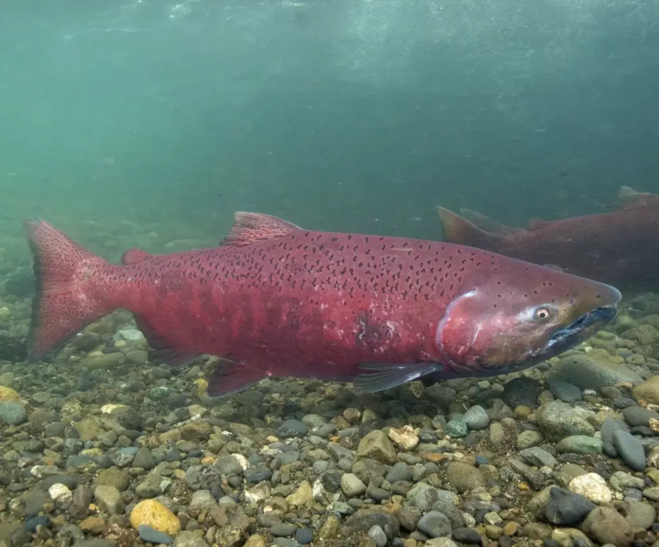 a Chinook salmon