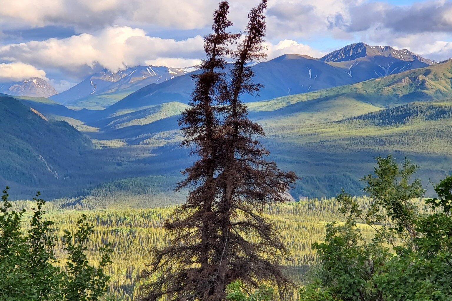 a landscape with mountains and a tree killed by beetles